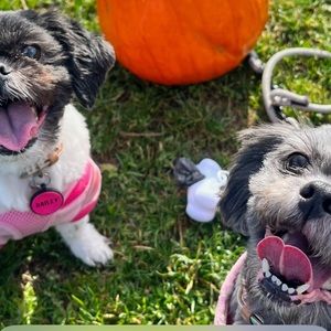 Meet your Posher, Brittney